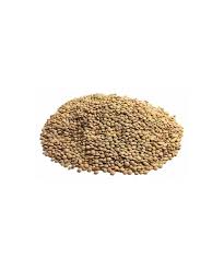 Lentilles seches